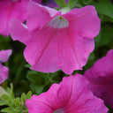 Petunia, 500 Seeds