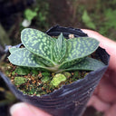 Gasteria minima, 3-4cm