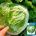 Hongbao Heading Cabbage Seeds, 2000 Seeds