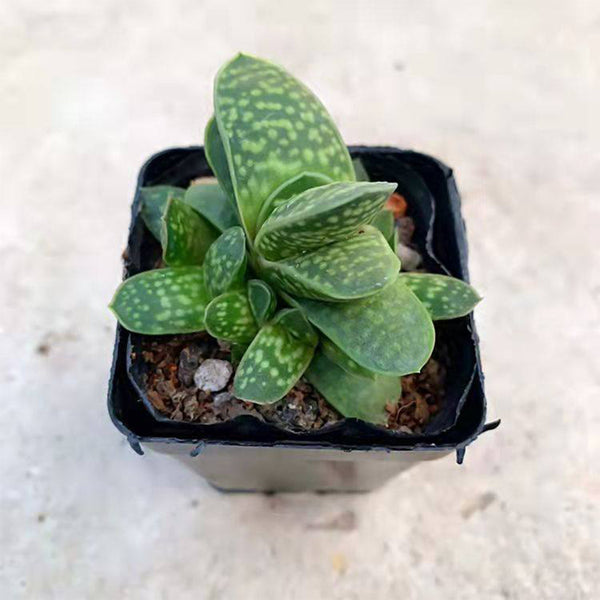 Gasteria minima, 3-4cm