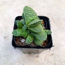 Gasteria minima, 3-4cm