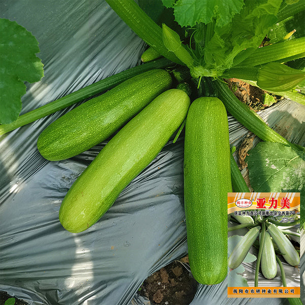 'Yalimei' Zucchini, 30 Seeds