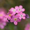 Pink Alpine forget-me-not Seeds, 200 Seeds