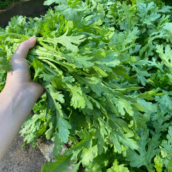 Jiemei Xiangju Garland Chrysanthemum Seeds, 10g