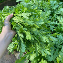 Jiemei Xiangju Garland Chrysanthemum Seeds, 10g