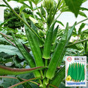 Lianglv No.2 Okra Seeds, 10g