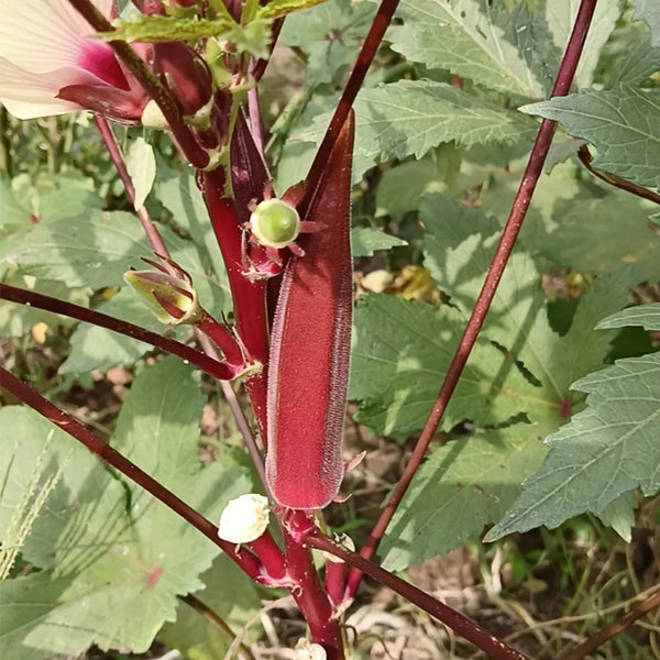 Jinfeng No.9 Red Okra Seeds, 10g