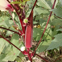Jinfeng No.9 Red Okra Seeds, 10g