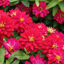 W1338 Double Zahara Cherry Zinnia, 5 Seeds