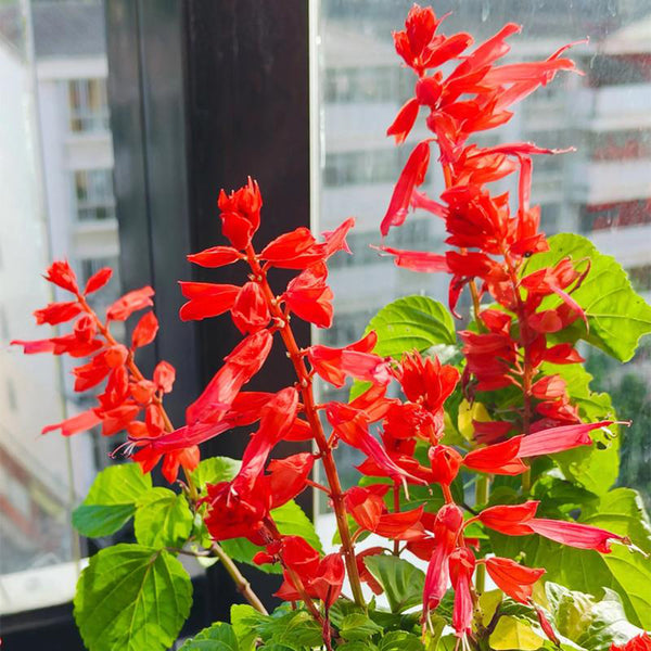 Hezhichun Scarlet Sage, 50 Seeds