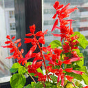 Hezhichun Scarlet Sage, 50 Seeds