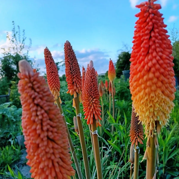 Torch Lily, 100 Seeds
