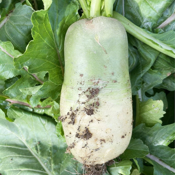 Knife Handle Radish Seeds, 10g