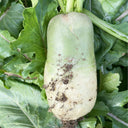 Knife Handle Radish Seeds, 10g