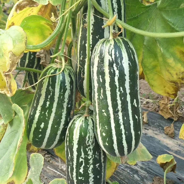 Shengmei No.1 F1 Melon, 200 Seeds