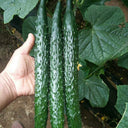 'Holland Spring-Autumn Shiny Pioneer' F1 Cucumber Seeds, 25g