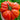 929 Sicilian Saucer Giant Tomato, 5 Seeds