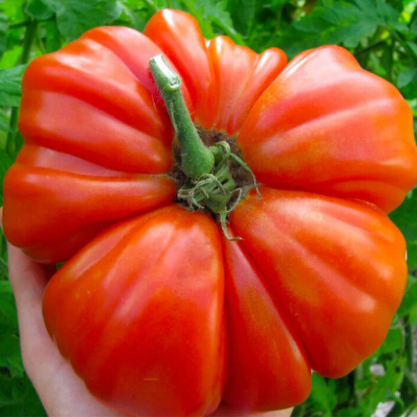 929 Sicilian Saucer Giant Tomato, 5 Seeds