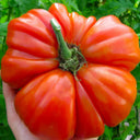 929 Sicilian Saucer Giant Tomato, 5 Seeds