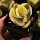 Crassula Ovata Variegated 6.0, 1pc x 1-head