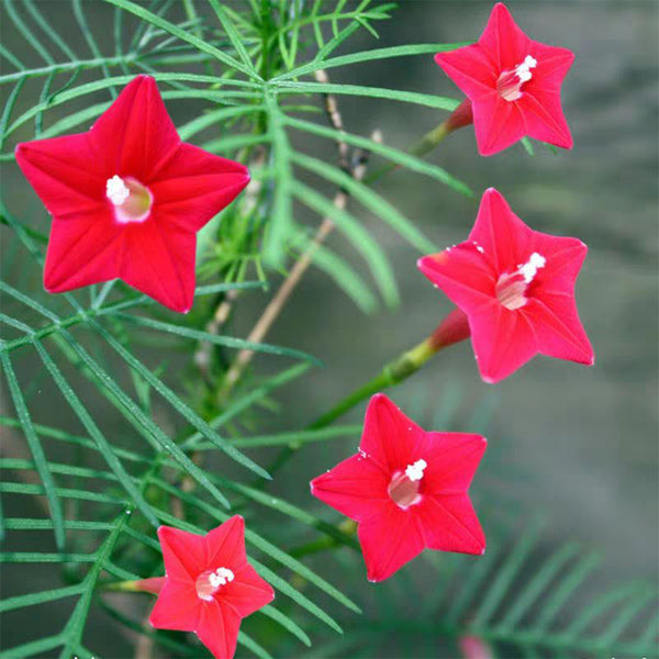 Hezhichun Cypress Vine Seeds, 1g