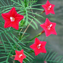 Hezhichun Cypress Vine Seeds, 1g