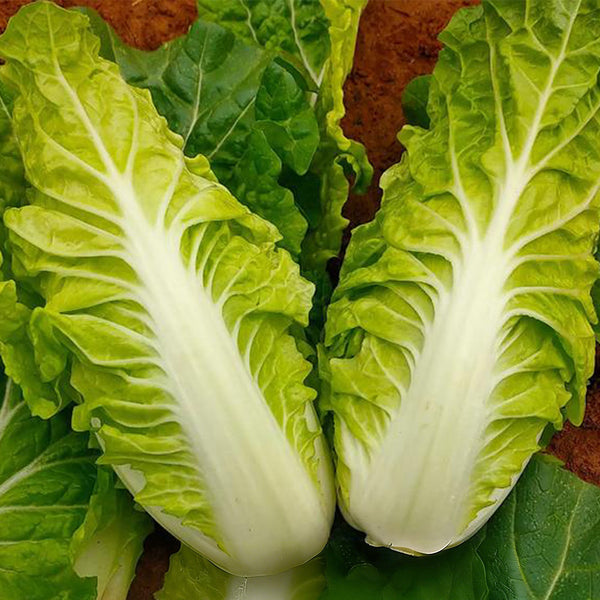 Chunmei F1 Hybrid Chinese Cabbage Seeds, 5g