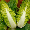 Chunmei F1 Hybrid Chinese Cabbage Seeds, 5g