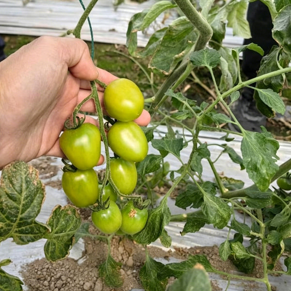 Green Jade Cherry Tomato, 10 Seeds