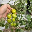 Green Jade Cherry Tomato, 10 Seeds