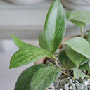 Hoya fitchii, 5 Cuttings