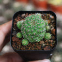 Aylostera 'Karel' Cactus, 2-3cm