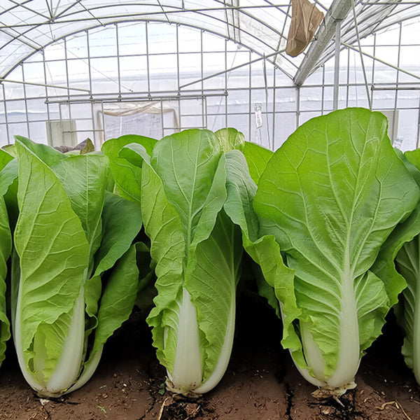 '168' Fast-Grow Bok Choy Seeds, 10g