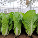 '168' Fast-Grow Bok Choy Seeds, 10g