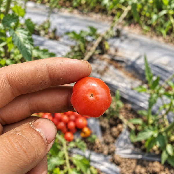 299 Microdwarf Miri Miri Tomato, 5 Seeds