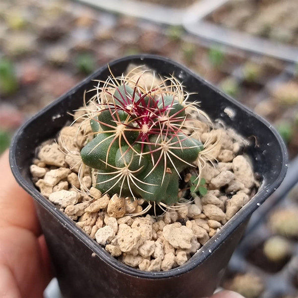 Thelocactus bicolor, 3-4cm