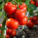 Provence Tomato Seeds, 20 Seeds