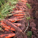 'Xiumei Hongbacun' Carrot Seeds, 5g