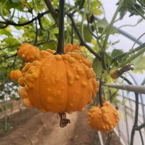 Hezhichun Decorative Pumpkin Seed Mix, 10 Seeds