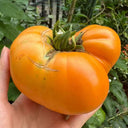 Kellogg's Breakfast Tomato, 10 Seeds