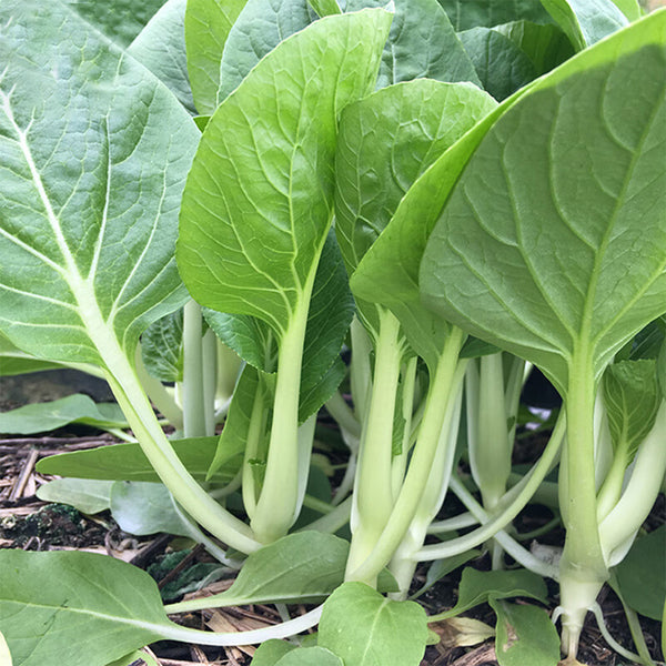 White-Stalked Baby Bok Choy Seeds, 20g