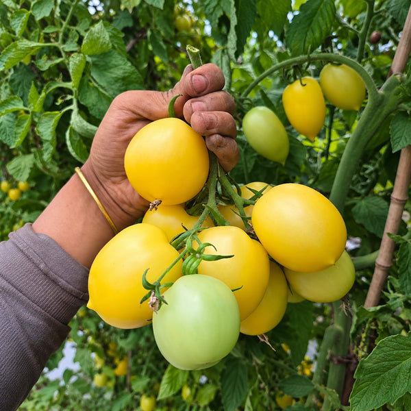 234 Banana Singapore Cream Tomato, 5 Seeds