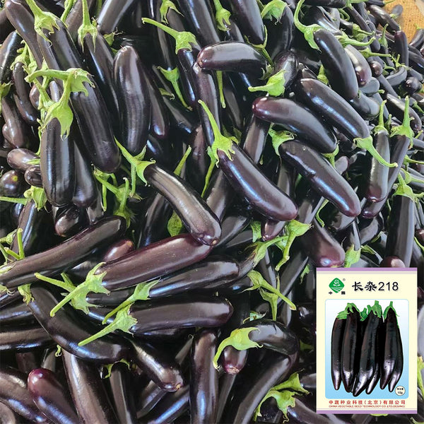 'Changza 218' Eggplant Seeds, 10g