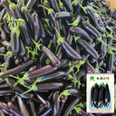 'Changza 218' Eggplant Seeds, 10g