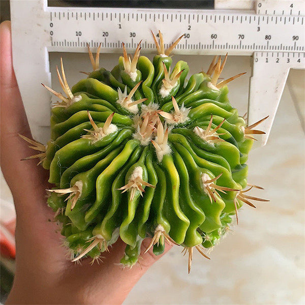 Echinofossulocactus multicostatus f. variegata Live Cactus