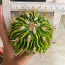 Echinofossulocactus multicostatus f. variegata Live Cactus