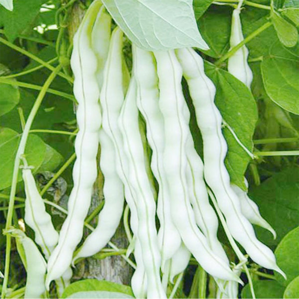 Continuously Harvestable Nine-grain White Kidney Bean Seeds, 5 × 10g Bags