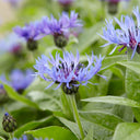 Mountain Bluet, 100 Seeds