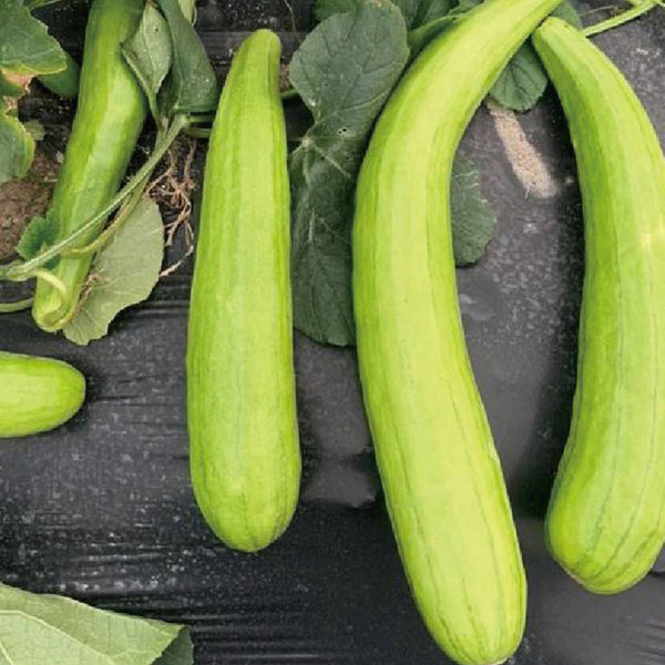 Qinglong Cucumber Seeds