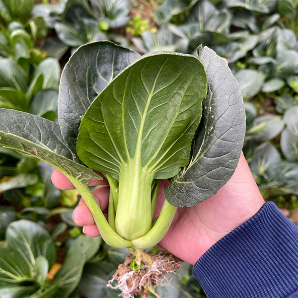 'Black General' Bok Choy Seeds, 10g